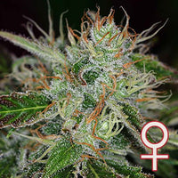 Sweet Dreams® (Fem)