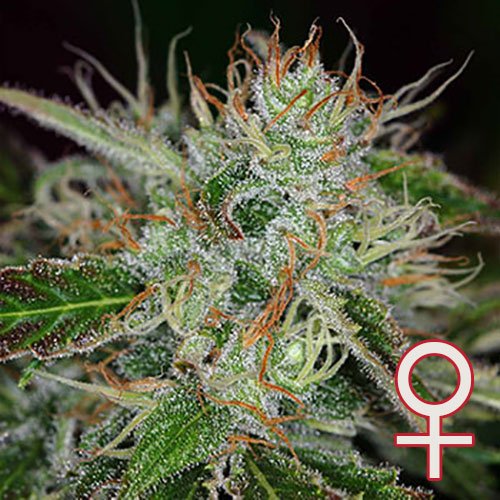 Sweet Dreams® (Fem)