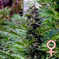 T.N.R.® (Fem)