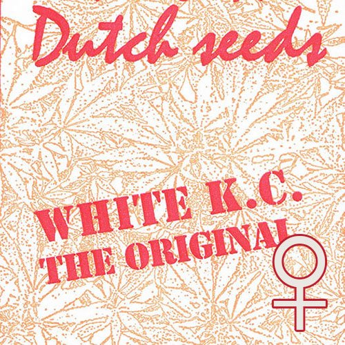 White K.C.® (Fem)