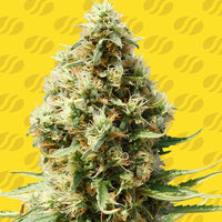 Frosted Guava Auto Strain