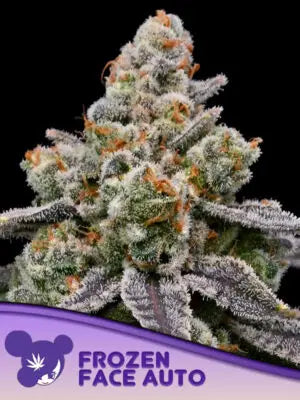 Frozen Face Auto