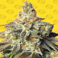GG 4 Auto Strain