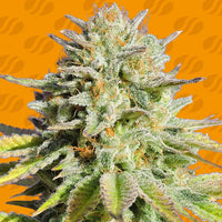 GG 4 Original Glue Strain