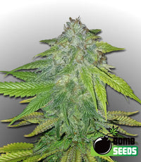 Ghost Train Bomb Seeds