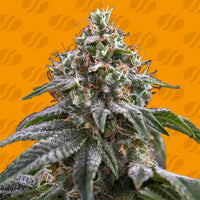 Ghost Train Power Strain