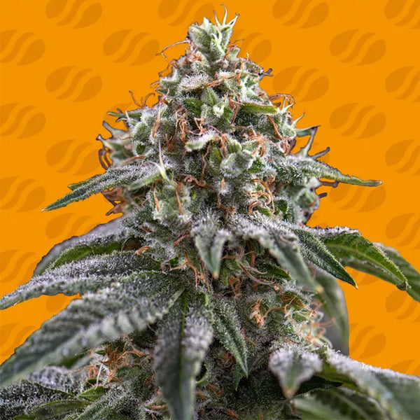 Ghost Train Power Strain