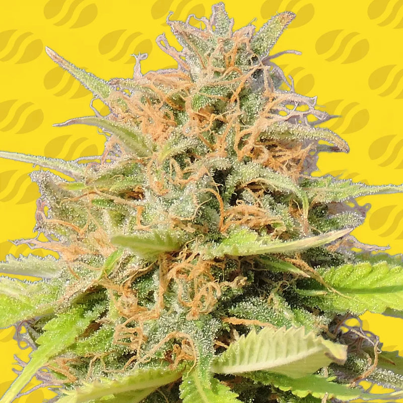 Girl Scout Cookies Auto Strain