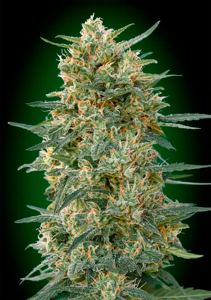 Gorilla Fast