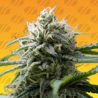 Gorilla Z Fast Strain
