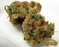 KC 36® Regular