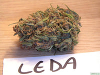Leda Uno® Feminized