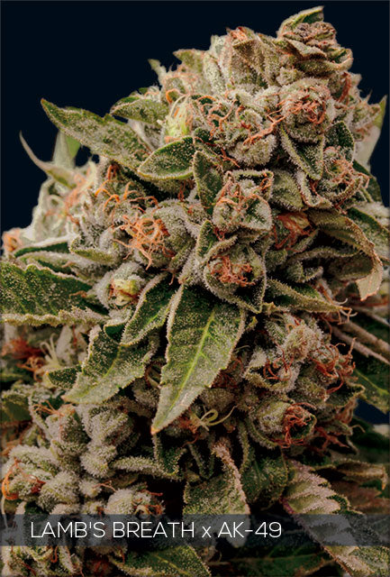 Lamb’s Breath x AK-49