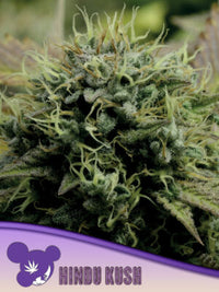 Hindu Kush, Landraces