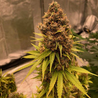 Diesel Fast F1 BX Regular
