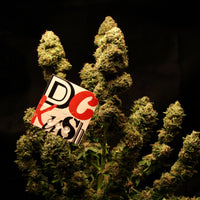 DC Kush