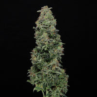 Chronic Fast F1 BX Regular