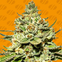 Jungle Lava Strain
