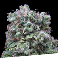 Kush-Exclusive