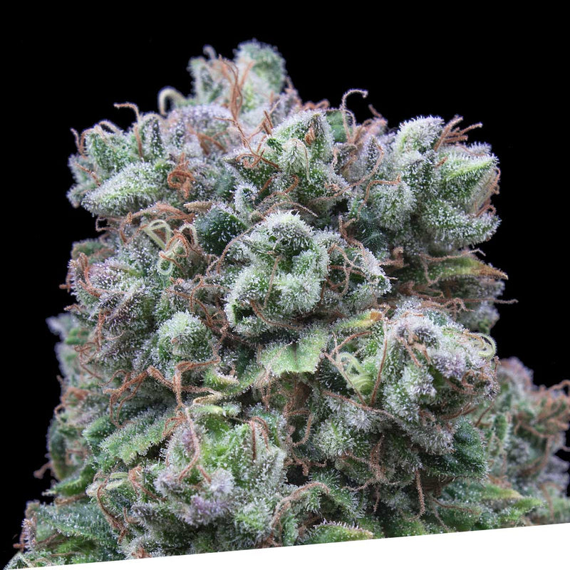 Kush-Exclusive