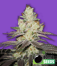 Killer Purps Seeds