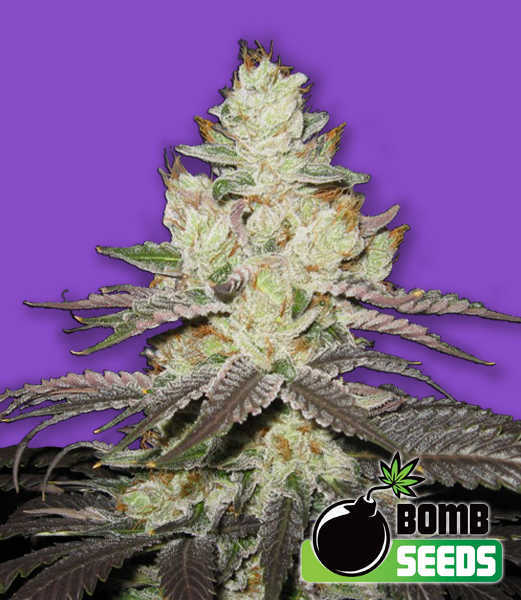 Killer Purps Seeds