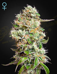 King’s Kush Auto CBD (Feminised)