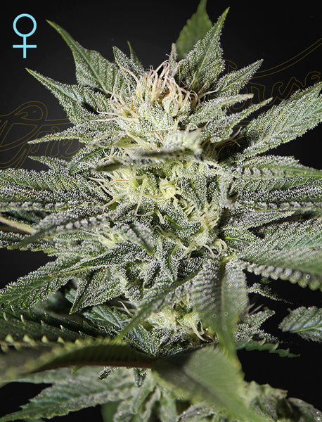 King’s Kush CBD (Feminised)