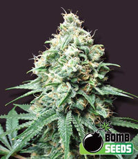 Kush Bomb Seeds