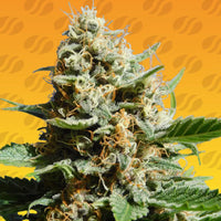 Kush Mintz Fast Strain