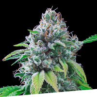 Kush Exclusive Regular