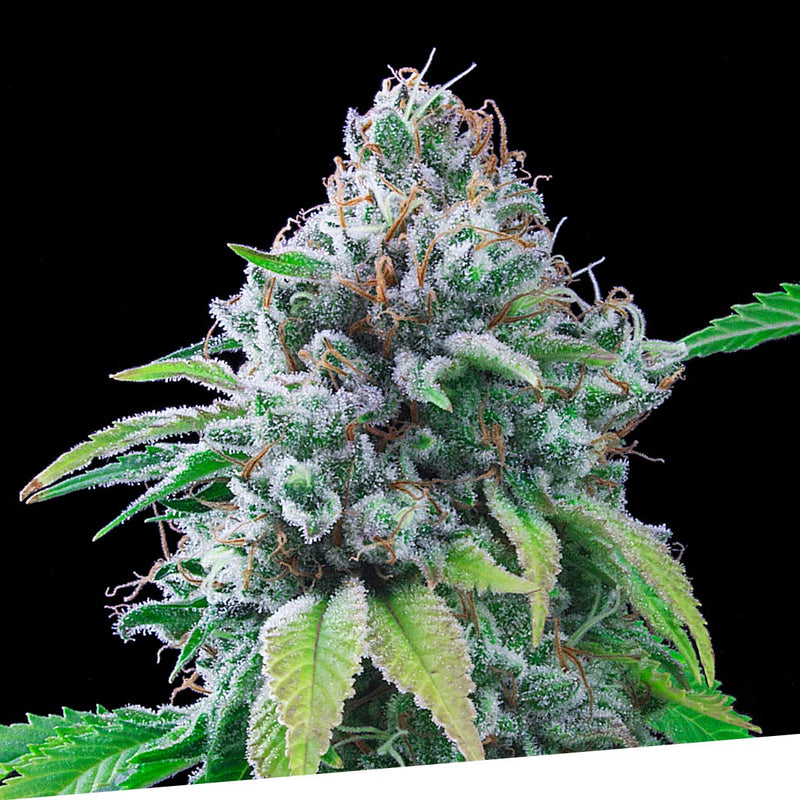 Kush Exclusive Regular