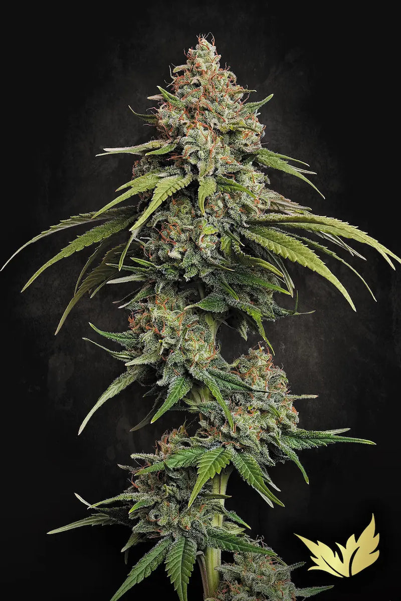 L.A. Amnesia