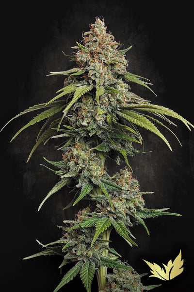 L.A. Amnesia
