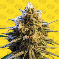 Lemon Oasis Auto Strain