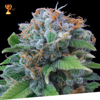 Lemon Haze