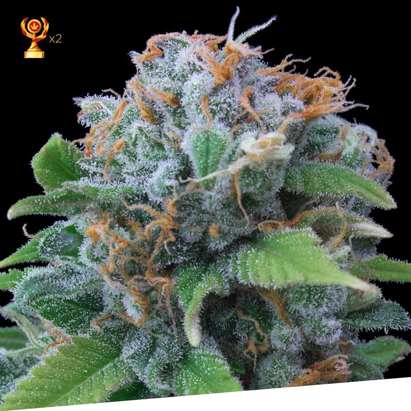 Lemon Haze