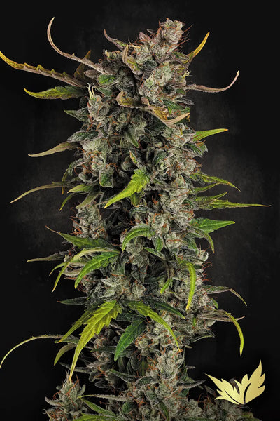 Lemonade Auto