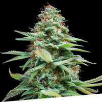 Lemon Haze Regular