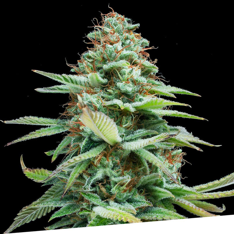 Lemon Haze Regular