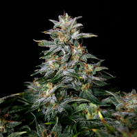 Lowryder (IBL)