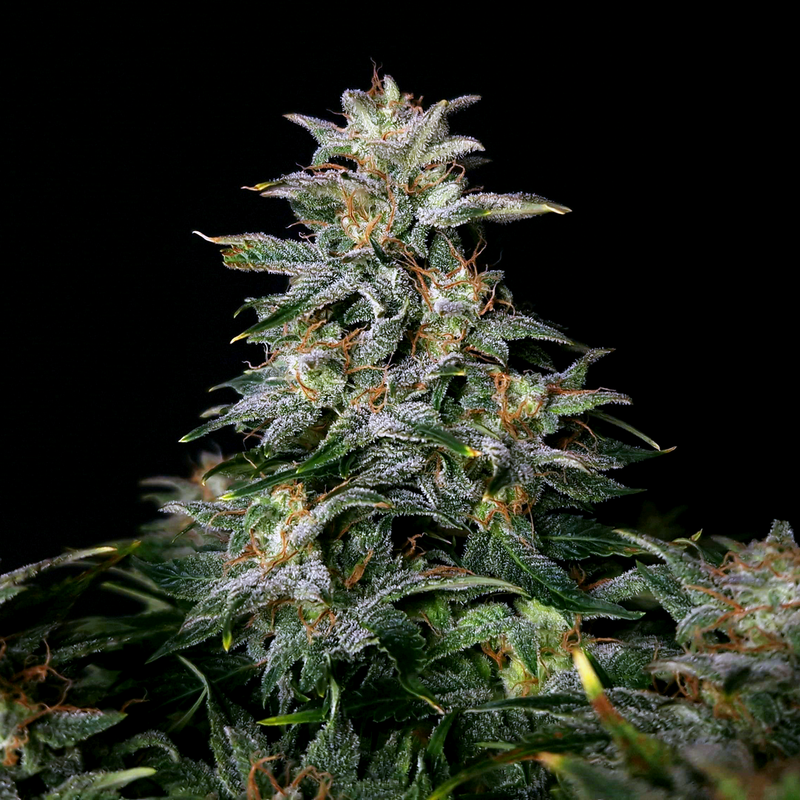 Lowryder (IBL)
