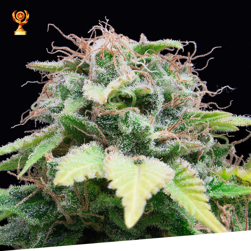 Auto Mandarina
