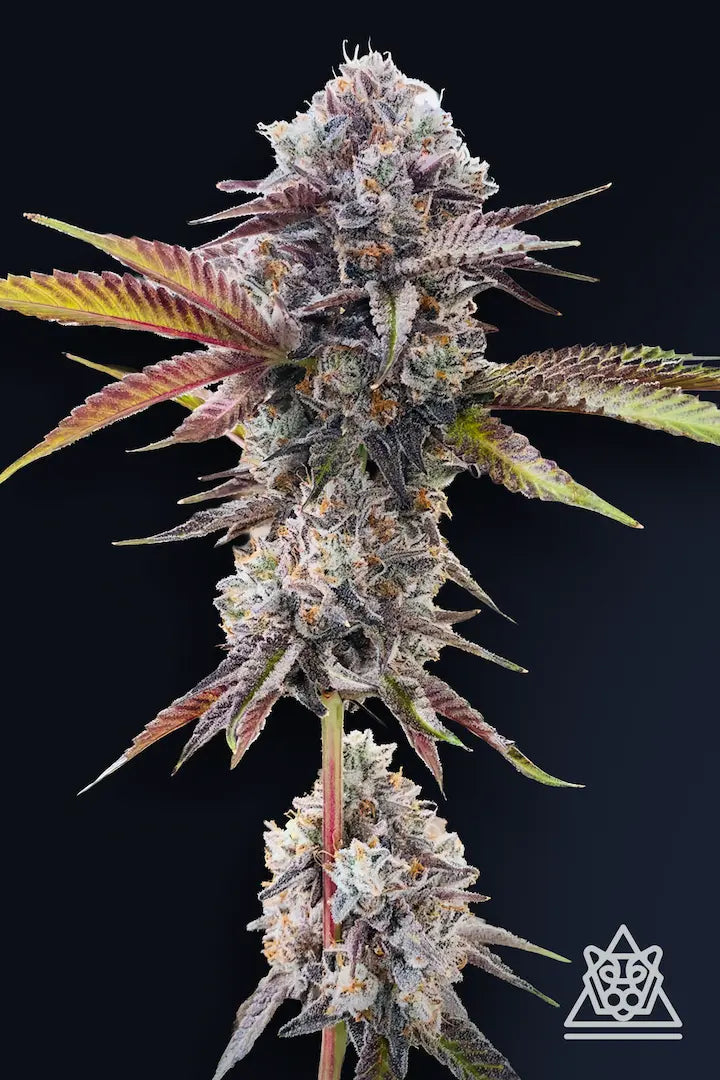 Marshmallow OG