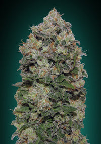 Northern Lights