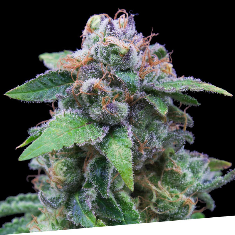 Og Kush