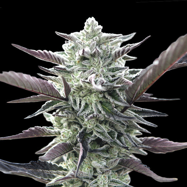 Oreoz fem. 00 Seeds