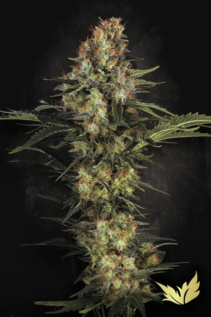 Original White Widow (IBL)