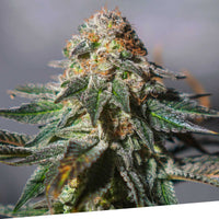 Auto Oxus