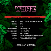 Gorilla Kingdom White